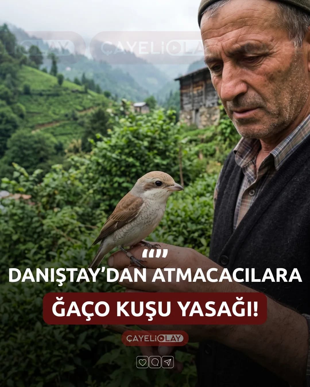 DANIŞTAY'DAN ATMACACILARA ĞAÇO KUŞU YASAĞI!